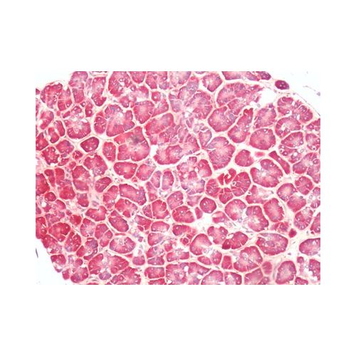 PTGER4 / EP4 (C-Terminus) antibody