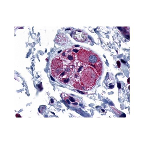 PTGER4 / EP4 (C-Terminus) antibody