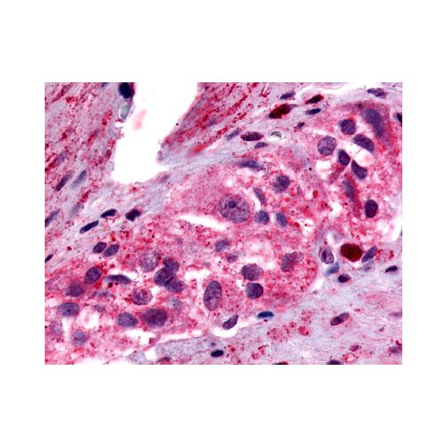 PTGER4 / EP4 (C-Terminus) antibody