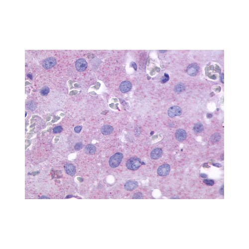 PTGFR (Cytoplasmic Domain) antibody