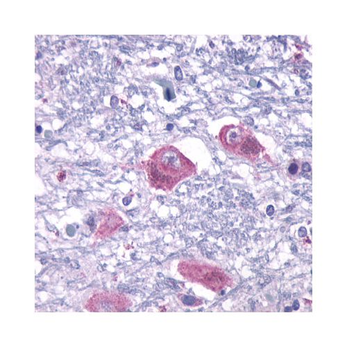 PTH2R / PTHR2 (Extracellular Domain) antibody