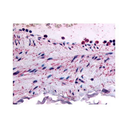PTPMT1 (N-Terminus) antibody