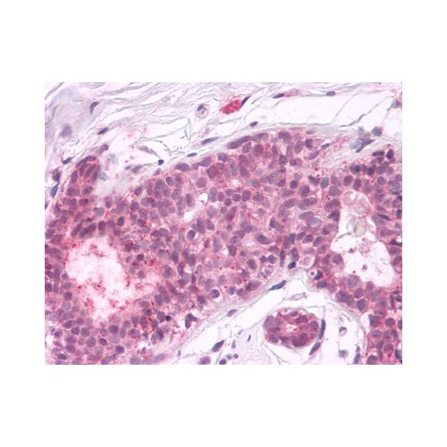 PTPRA (Cytoplasmic Domain) antibody