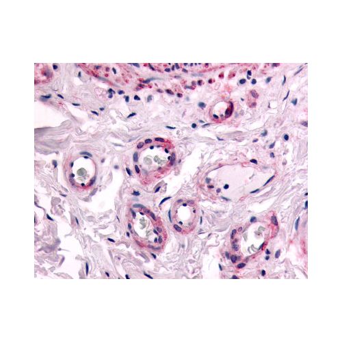 PTPRE (Cytoplasmic Domain) antibody