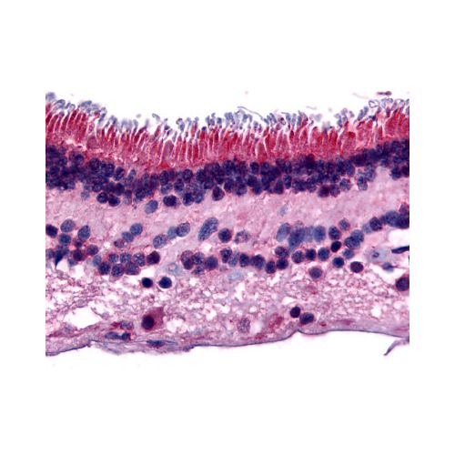 PTPRM (Internal) antibody
