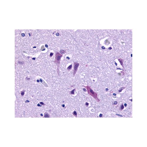 QRFPR / GPR103 (Extracellular Domain) antibody