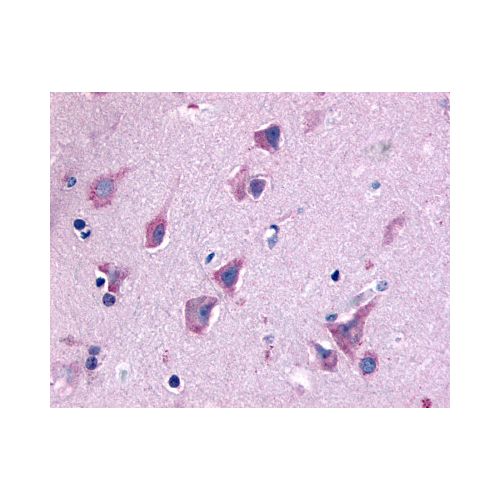 QRFPR / GPR103 (N-Terminus) antibody