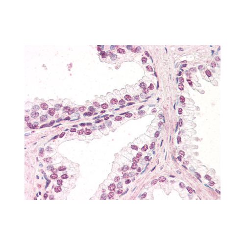 ZIC5 (C-Terminus) antibody