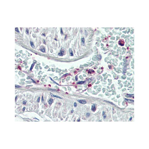 PLEK (C-Terminus) antibody