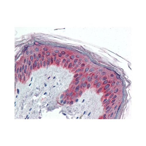 VAV3 (Internal) antibody