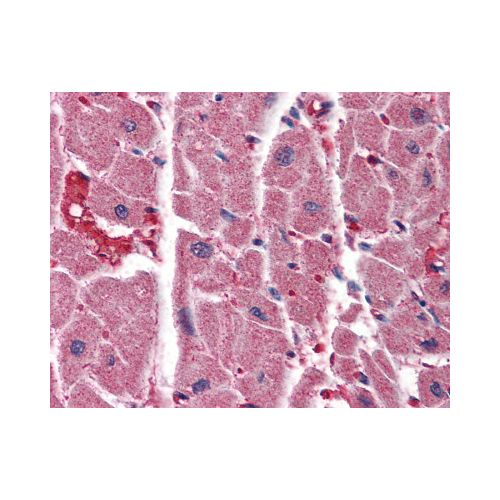 ITPR2 (Internal) antibody