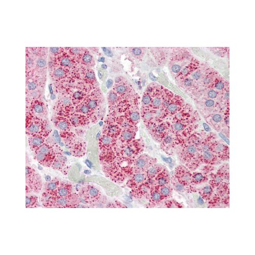 WNT3 (Internal) antibody