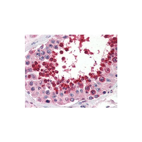 GPX4 (C-Terminus) antibody