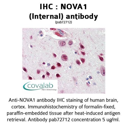 NOVA1 (Internal) antibody