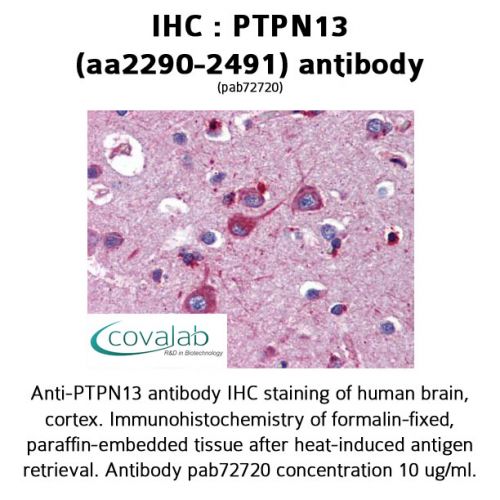 PTPN13 (aa2290-2491) antibody