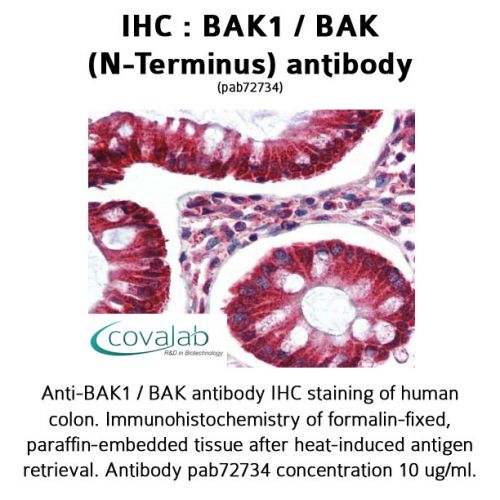BAK1 / BAK (N-Terminus) antibody