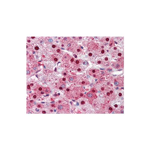 PARP (N-Terminus) antibody