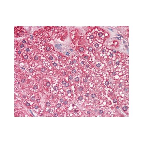 QSOX2 (Internal) antibody