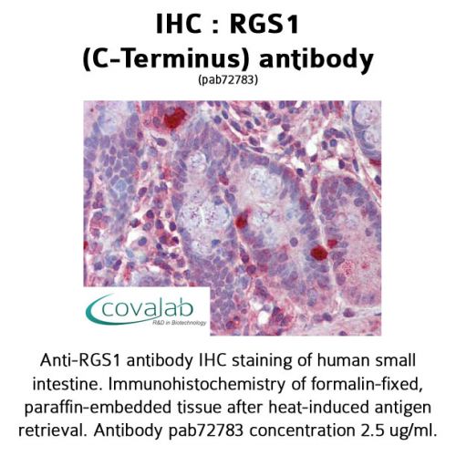 RGS1 (C-Terminus) antibody