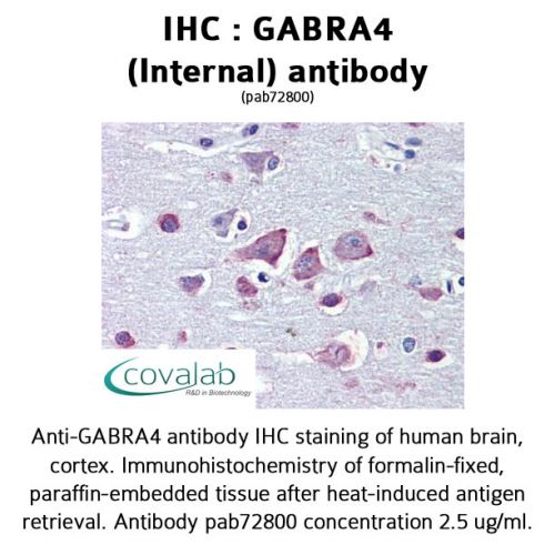 GABRA4 (Internal) antibody