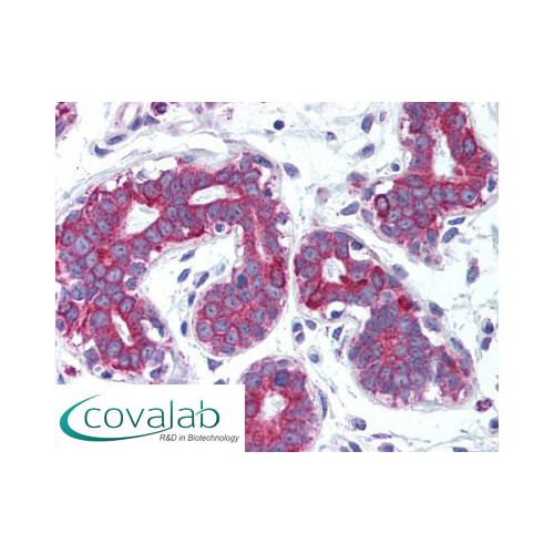 RANKL (Internal) antibody
