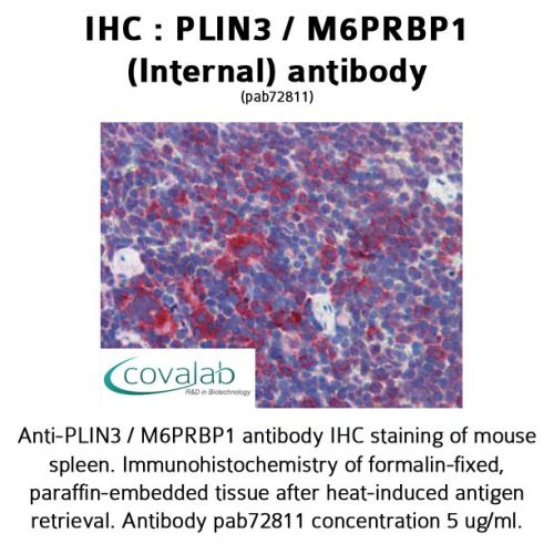 PLIN3 / M6PRBP1 (Internal) antibody