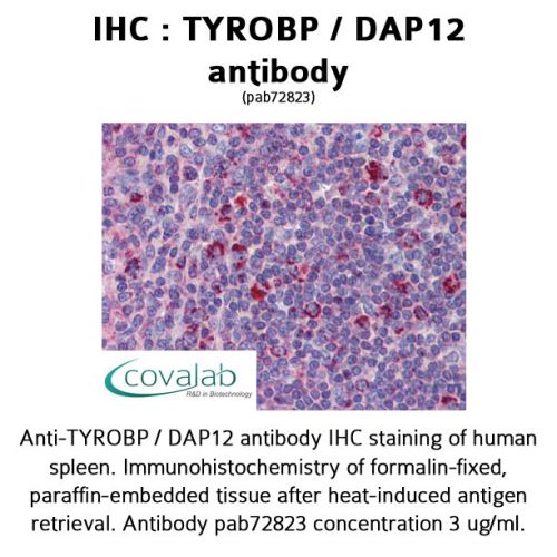 TYROBP / DAP12 antibody
