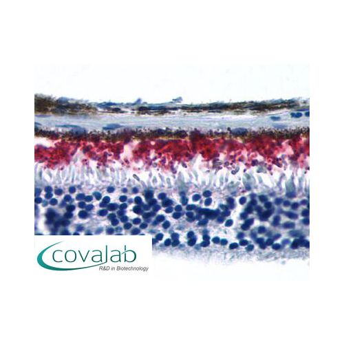 RHO / Rhodopsin (Extracellular Domain) antibody