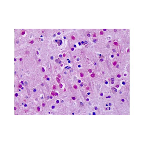 ROR Alpha (Hinge Domain) antibody