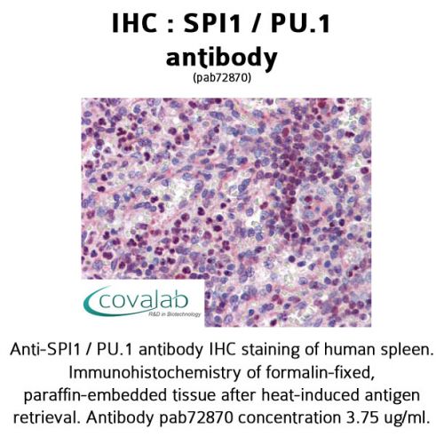 SPI1 / PU.1 antibody