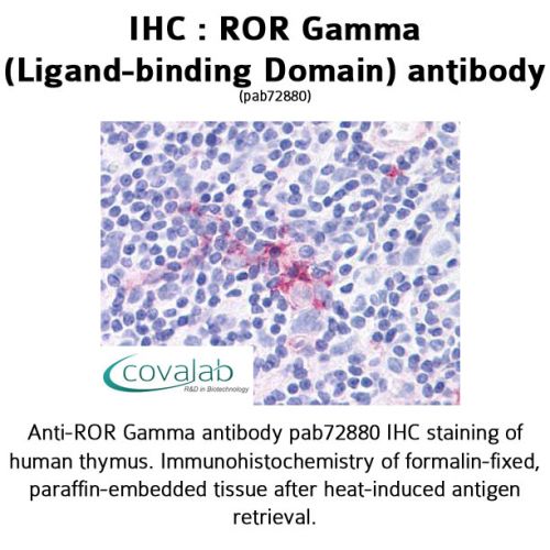 ROR Gamma (Ligand-binding Domain) antibody