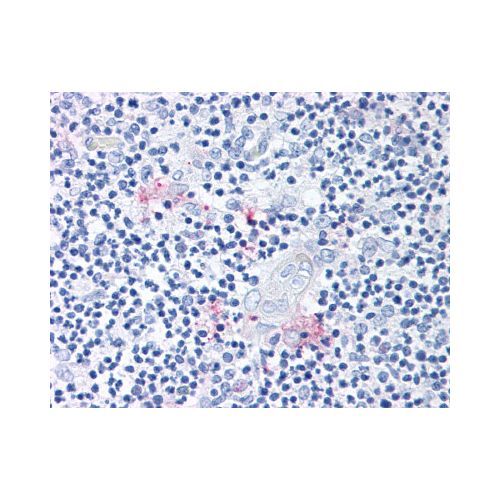 ROR Gamma (Modulating Domain) antibody