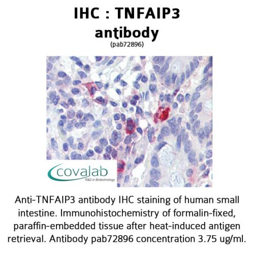 TNFAIP3 antibody