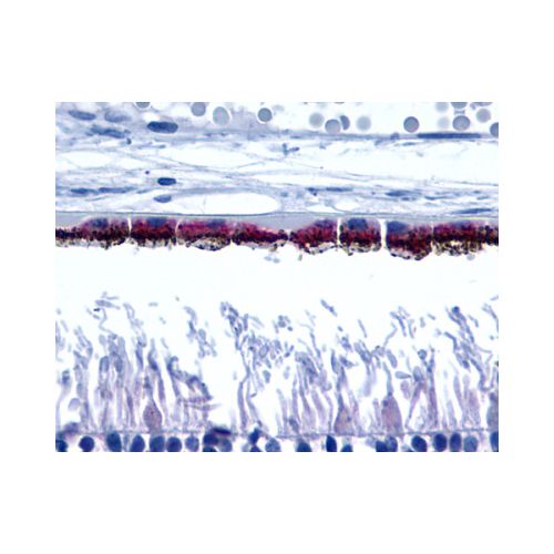 RRH / Peropsin (Cytoplasmic Domain) antibody