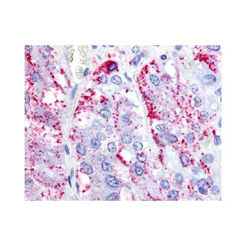 RXFP1 (N-Terminus) antibody