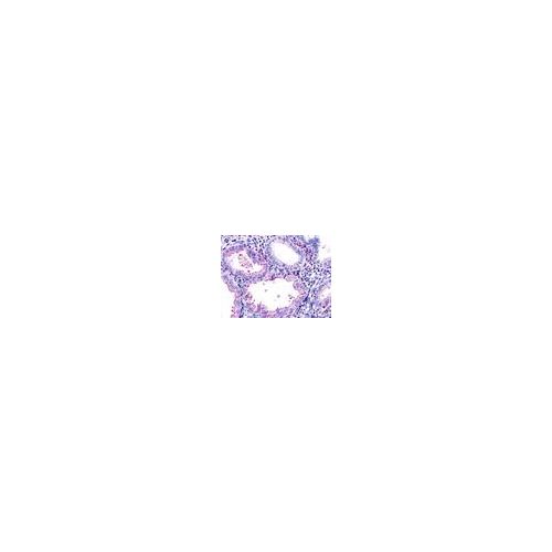 RXFP1 (N-Terminus) antibody