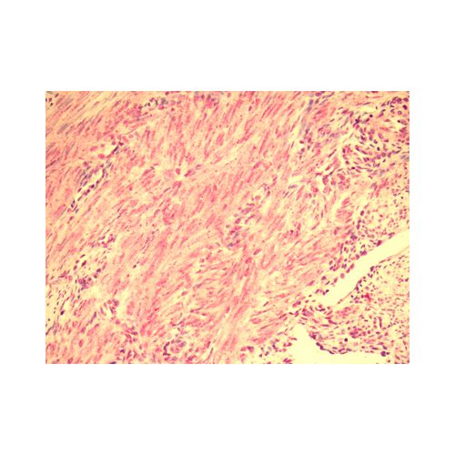 RXFP2 (Cytoplasmic Domain) antibody