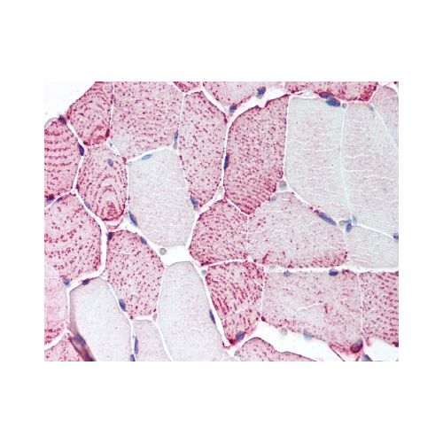 RXFP2 (Cytoplasmic Domain) antibody