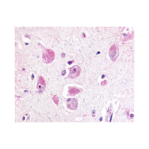 RXFP3 (Cytoplasmic Domain) antibody