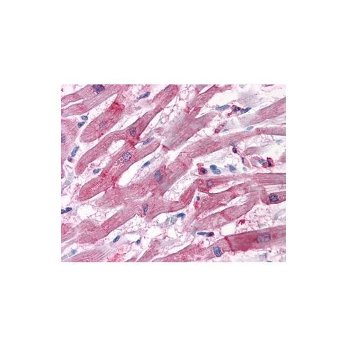 BAG3 (C-Terminus) antibody
