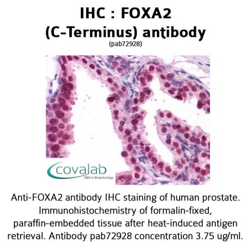 FOXA2 (C-Terminus) antibody