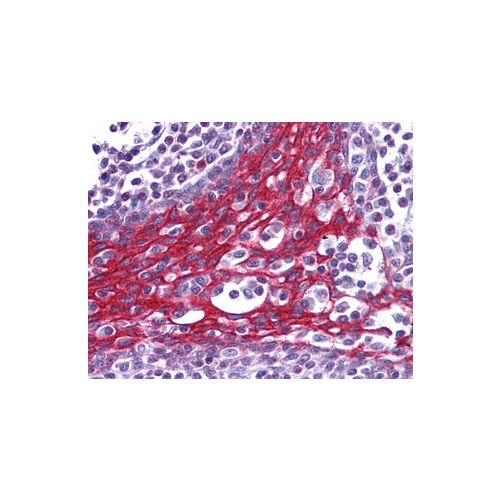 FOXO3A (C-Terminus) antibody