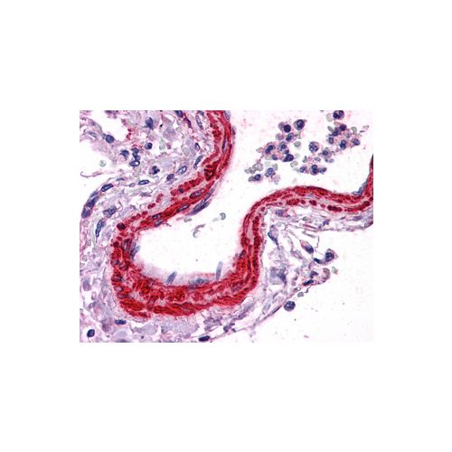 ACTA2 (N-Terminus) antibody