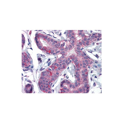 PPAR Delta (aa430-441) antibody