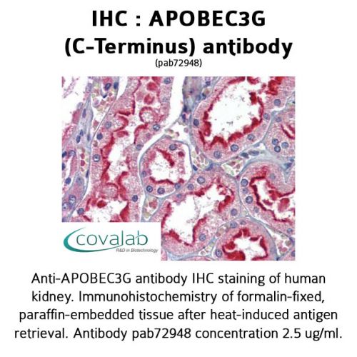 APOBEC3G (C-Terminus) antibody