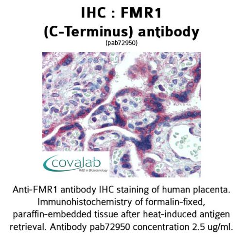 FMR1 (C-Terminus) antibody