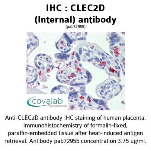 CLEC2D (Internal) antibody
