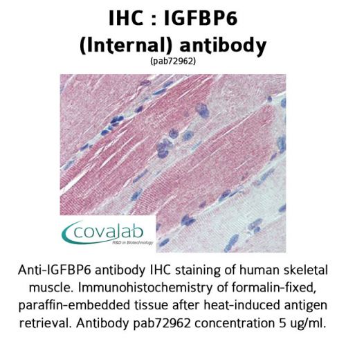 IGFBP6 (Internal) antibody