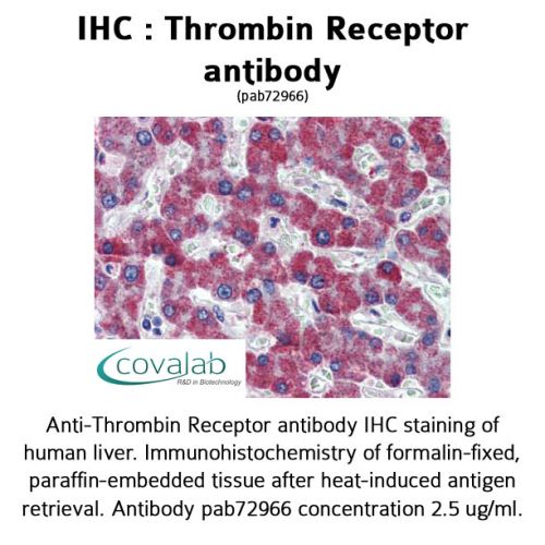 Thrombin Receptor antibody