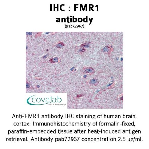 FMR1 antibody